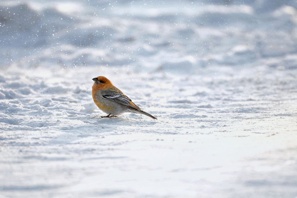 Photograph by Александр Перегудов