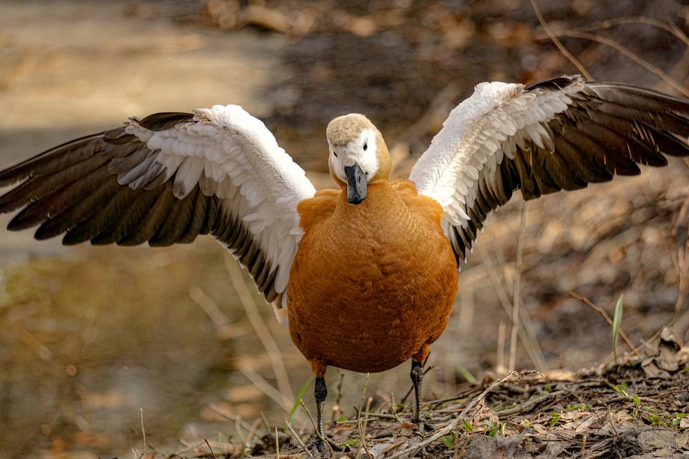 Photograph by Алфия Бугакова