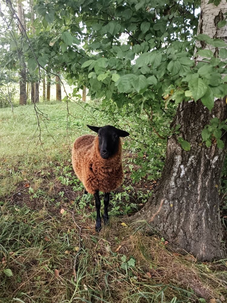 Photograph by Елена