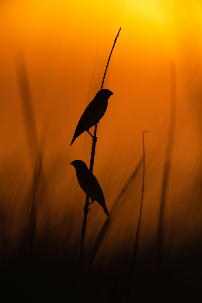 Magic of Golden Light