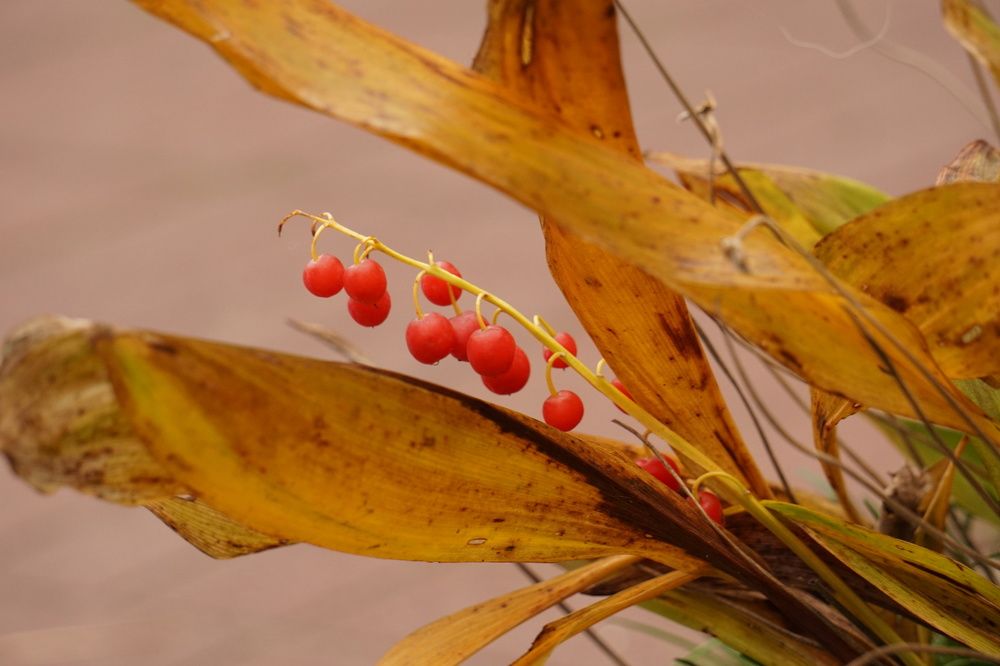 Photograph by Алфия Бугакова