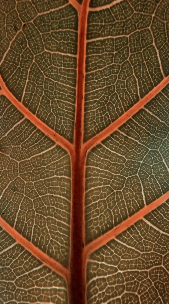 Photograph by Hana Vaseqi