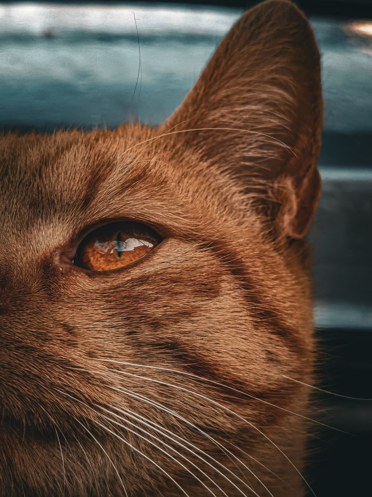 Photograph by Bojana Vein