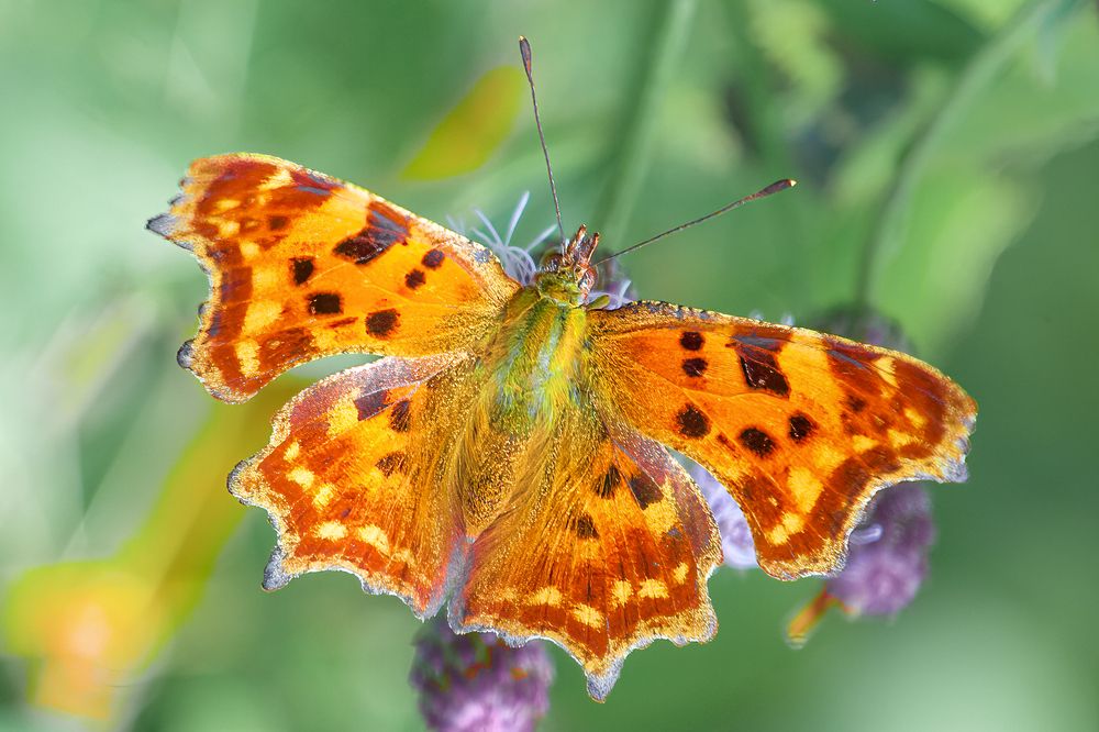 Photograph by Юрий Спасенников