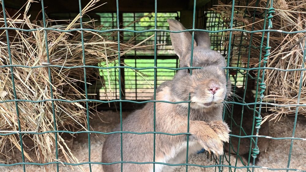 Вы  кто ?! Я-КРОЛИК