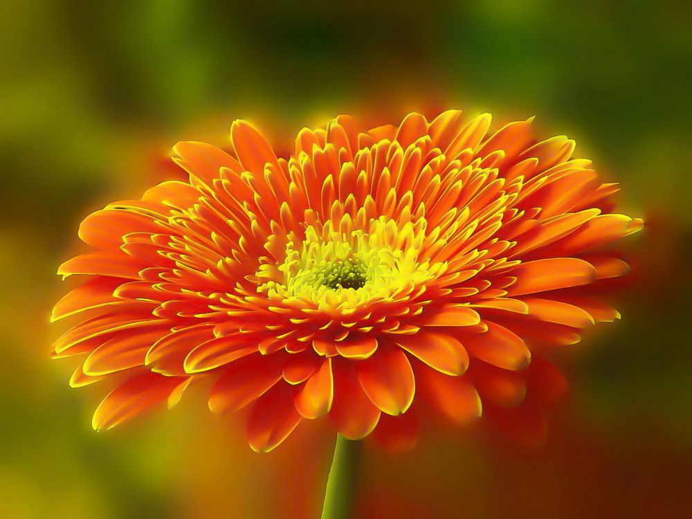 Пламенная гербера