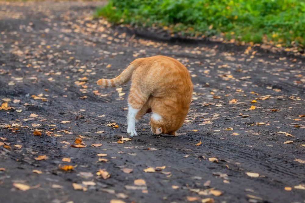 Photograph by Александр Пашеничев