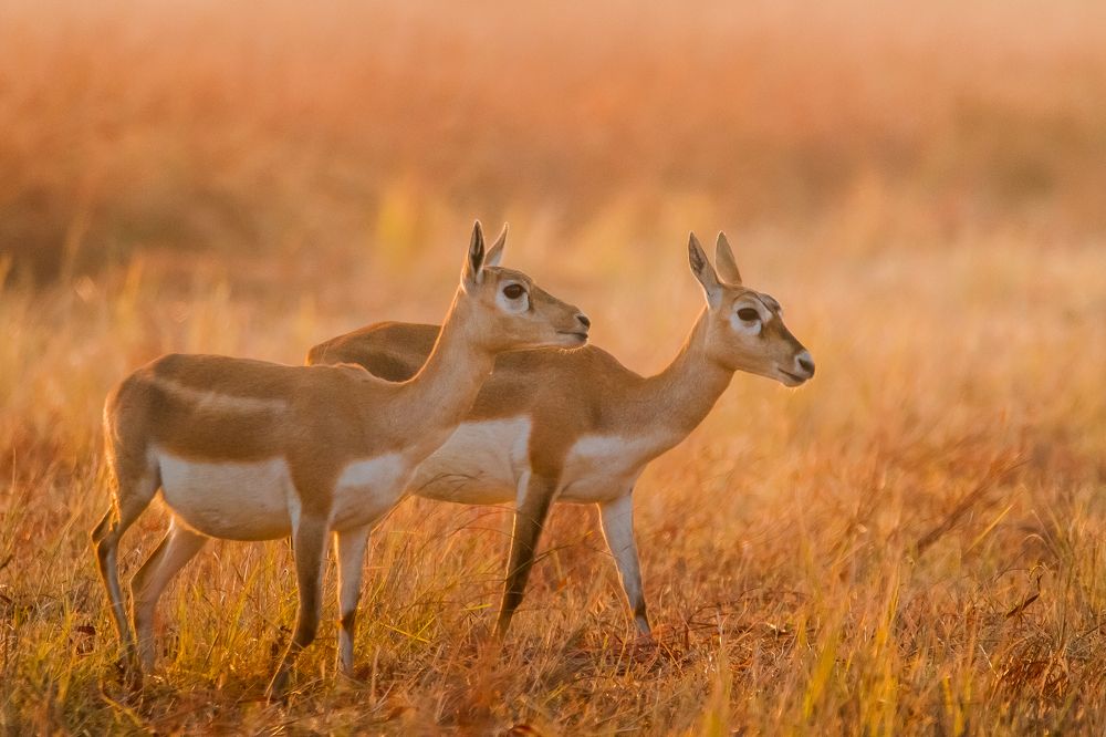 Photograph by Nitin Sidhpura