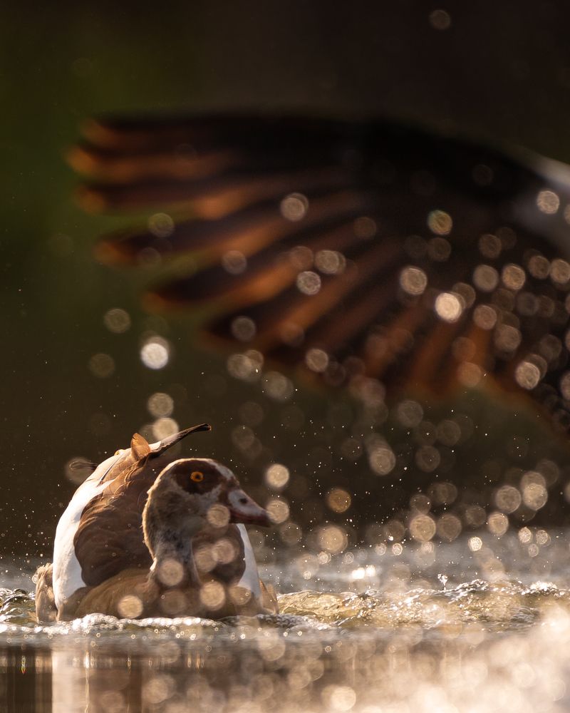 Photograph by Vaisakh U S