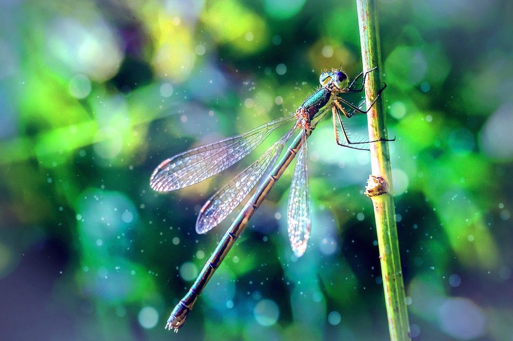 Голубая стрекоза Пришвина