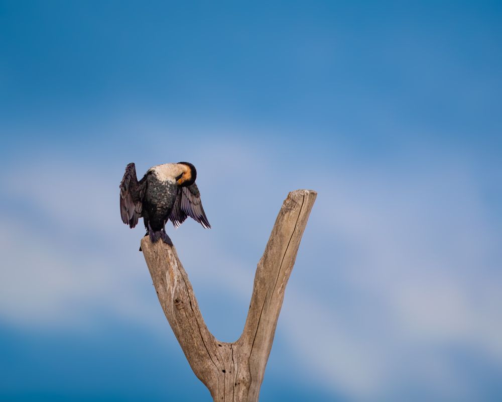 Photograph by Vaisakh U S