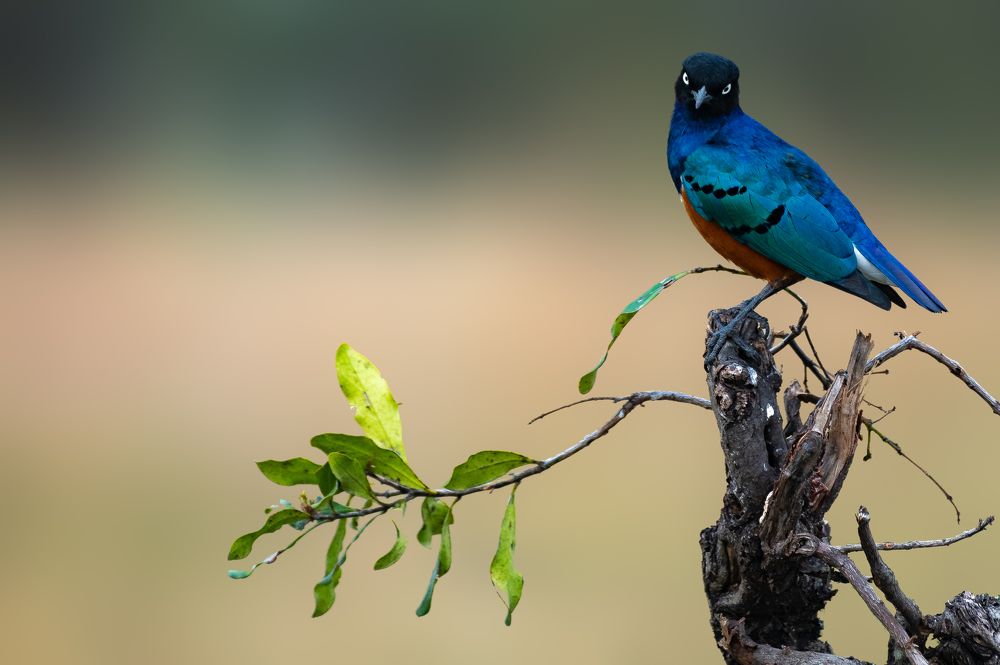 Photograph by Vaisakh U S