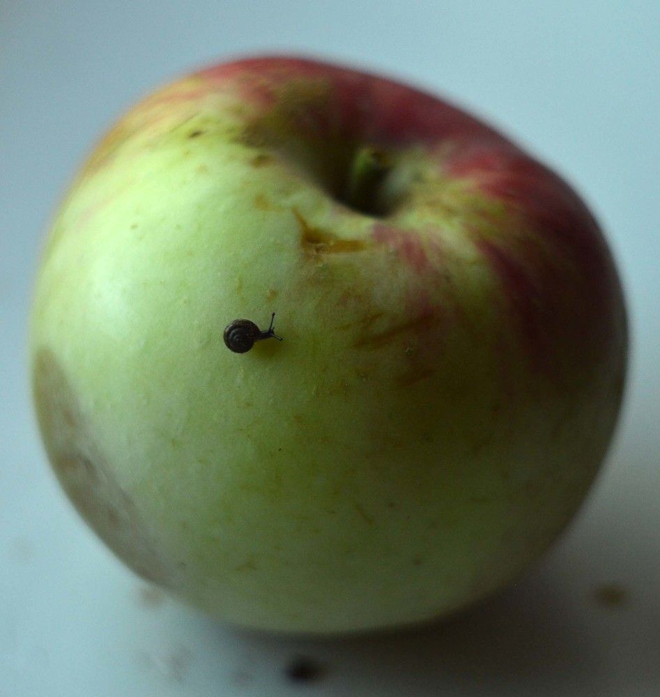 Photograph by Ксения