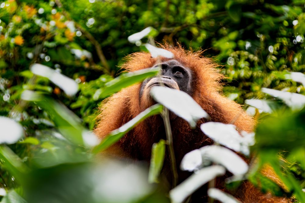 Mom ourangutan inspecting her baby