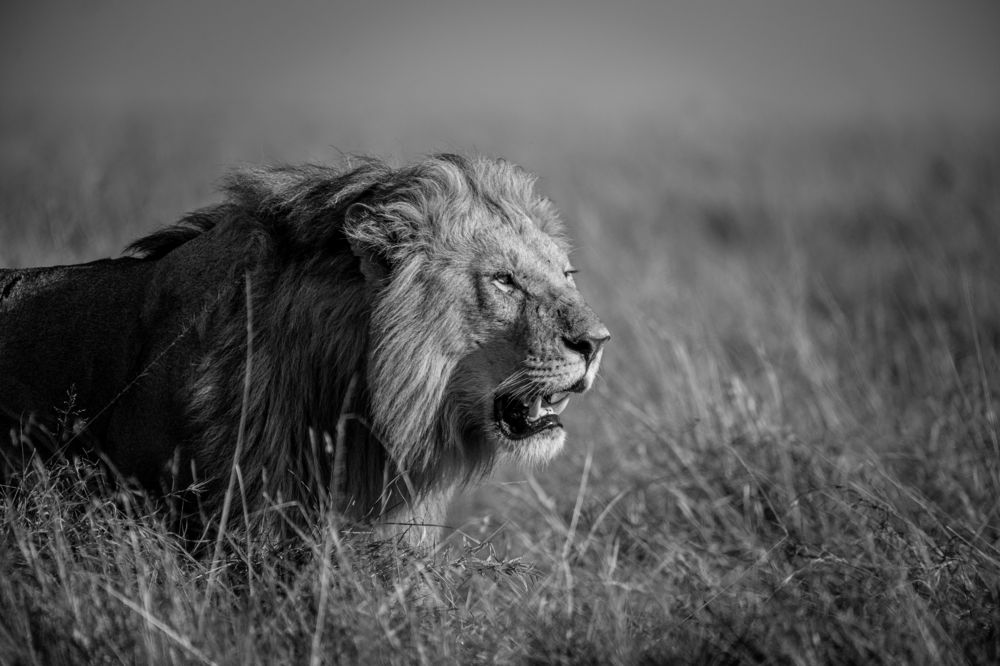 Photograph by Vaisakh U S