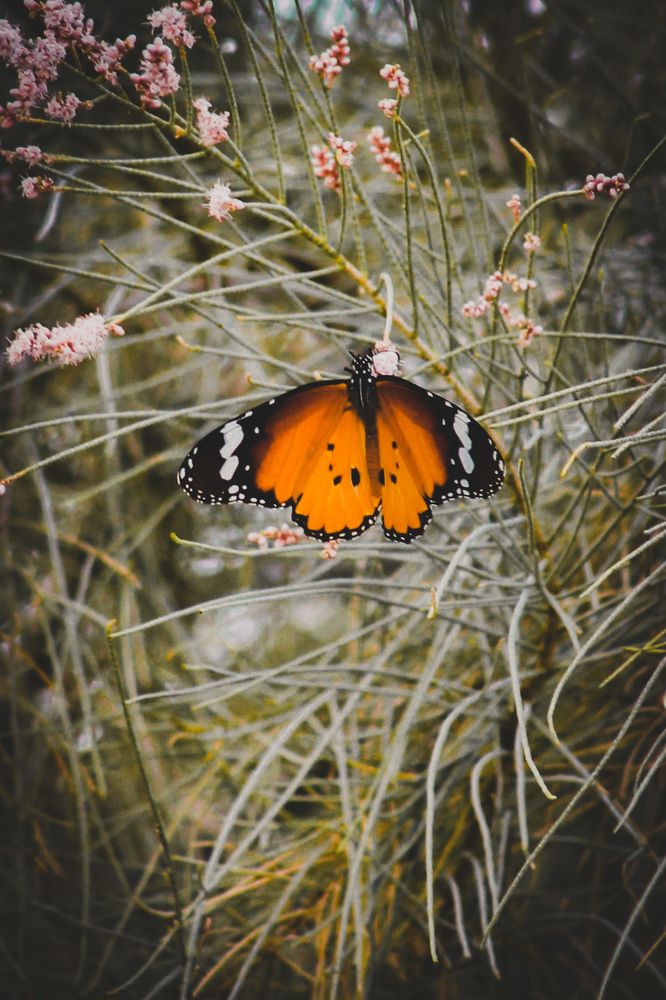 Photograph by Waleed Yousuf Alwahaibi