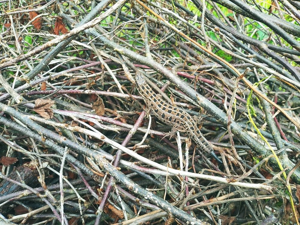 Photograph by Инна Голубева