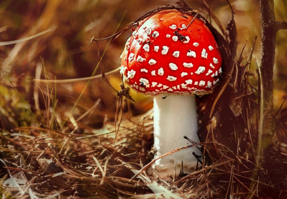 Фотография автора Татьяна Бравая