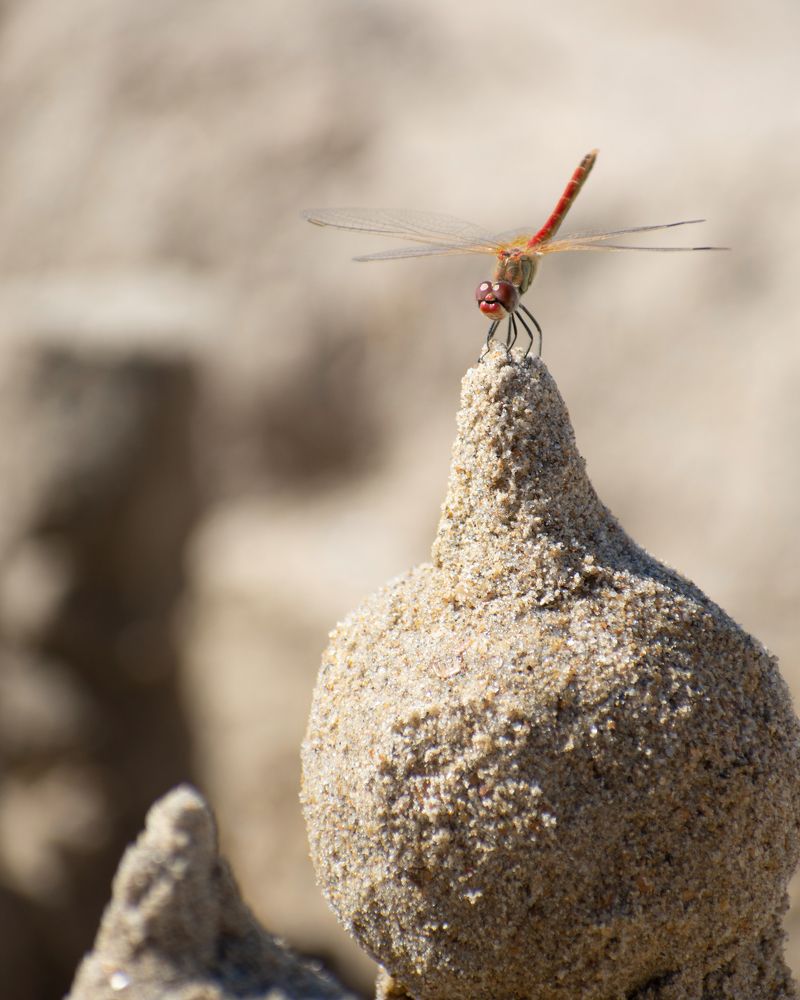 Photograph by Alexander Usenko