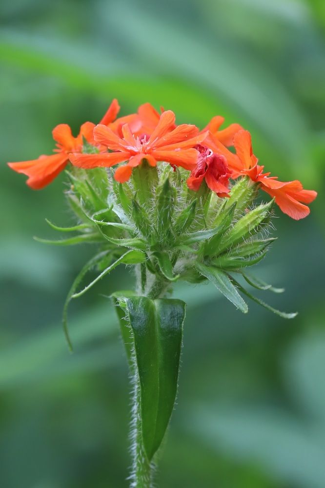 Photograph by Елена Тимченко