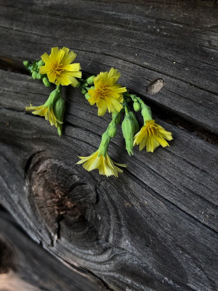 Photograph by Halina Mitsevich