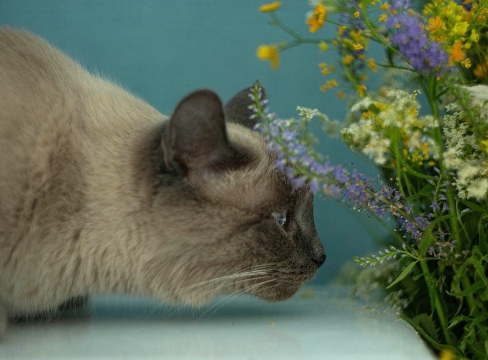 Photograph by Елена Хорохорина