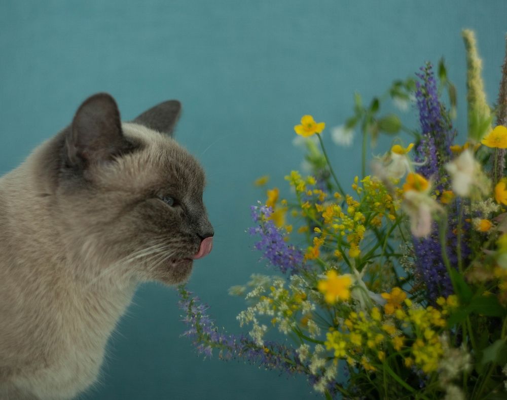 Photograph by Елена Хорохорина