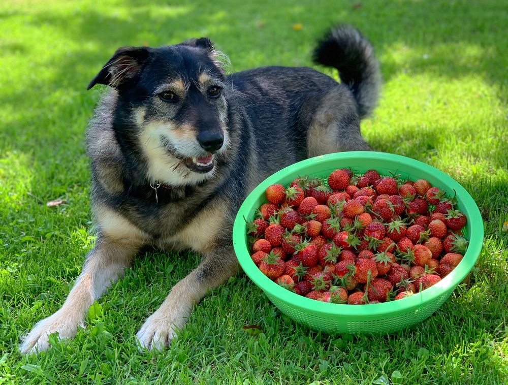 Урожай клубники