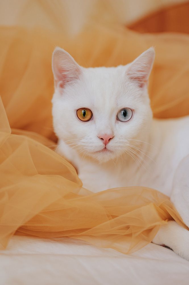 Photograph by Ирина Поремская