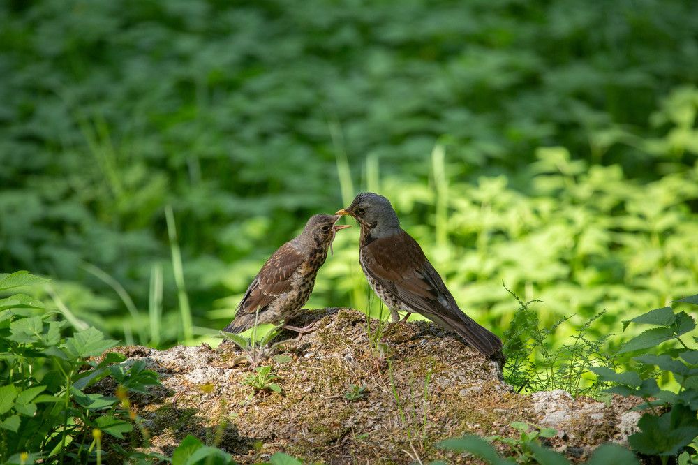 Photograph by Елена Хорохорина