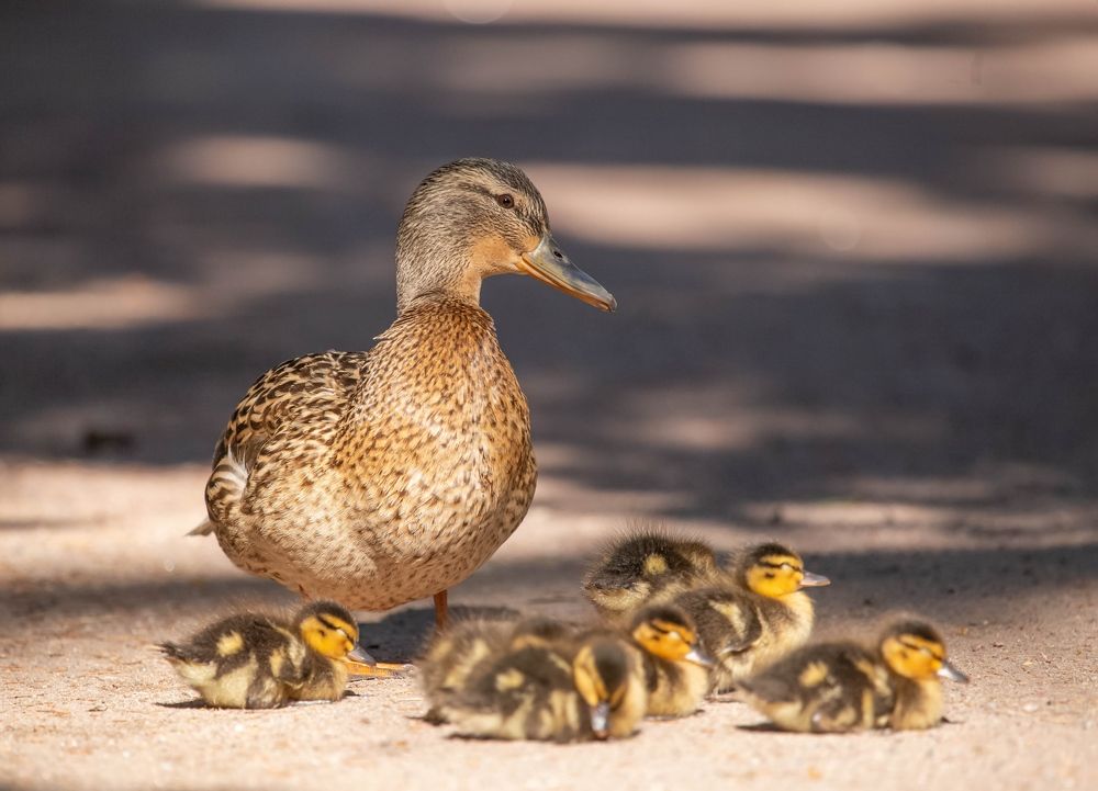 Photograph by Елена Хорохорина