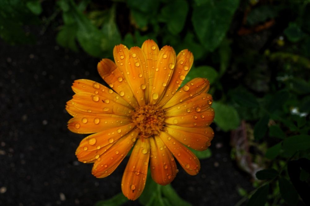 Photograph by Ирина Шилина