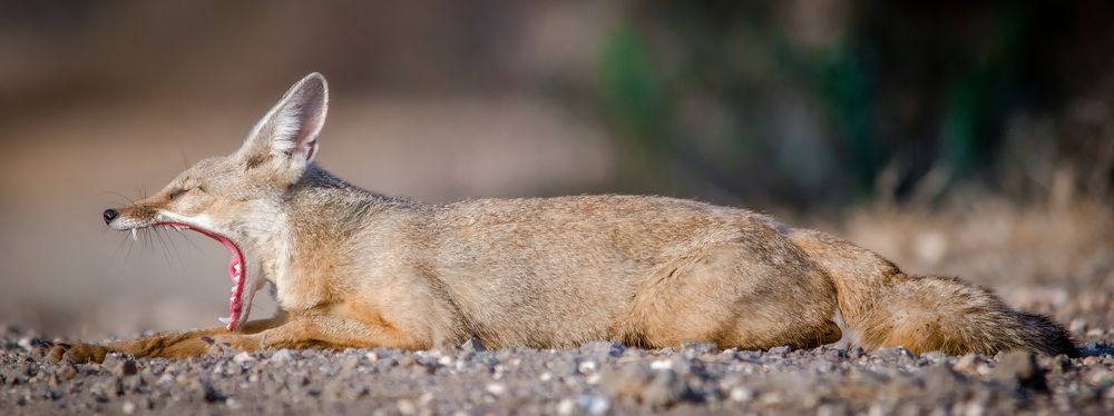 relex time fully open mouth