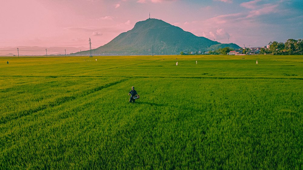 Rice fields in Tuy Hoa
