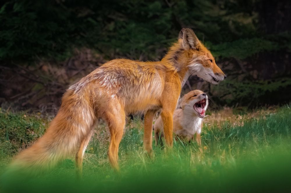 Photograph by Вероника Романенко