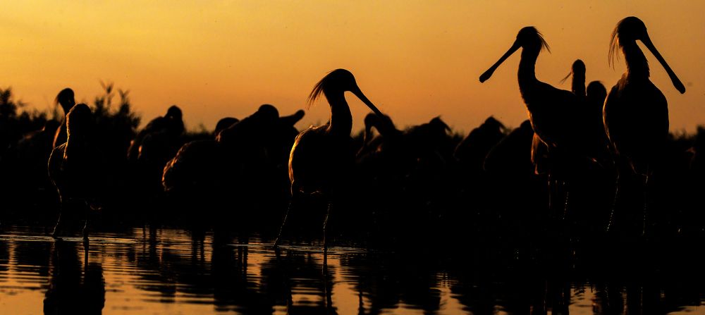 Photograph by Chris Brain