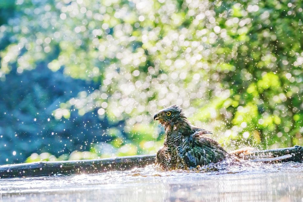 Photograph by Chris Brain