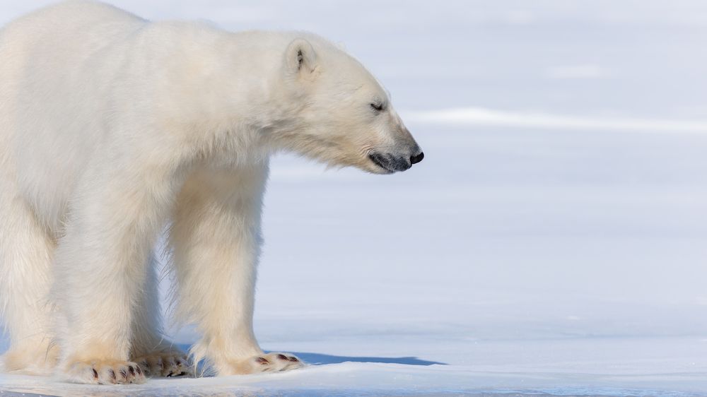 Photograph by Ruzdi Ekenheim