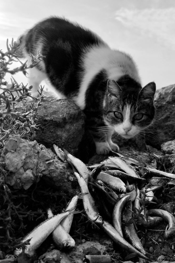 Photograph by Nesrin Öztürk