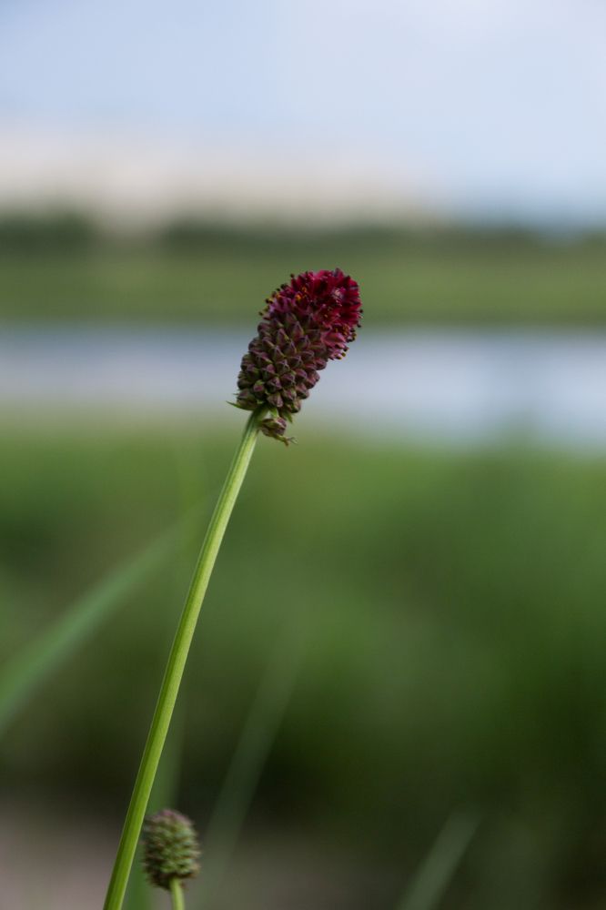 Кровохлёбка