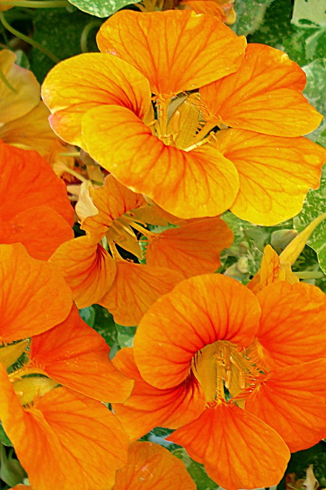 Цветочный зной