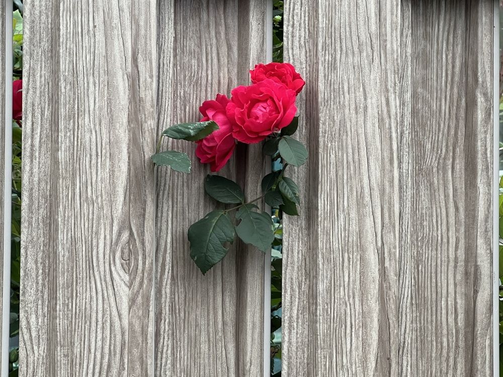 Photograph by Кира