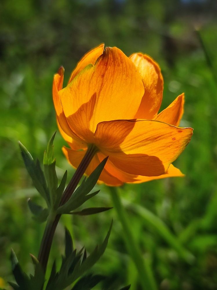 Photograph by Алина Эбель