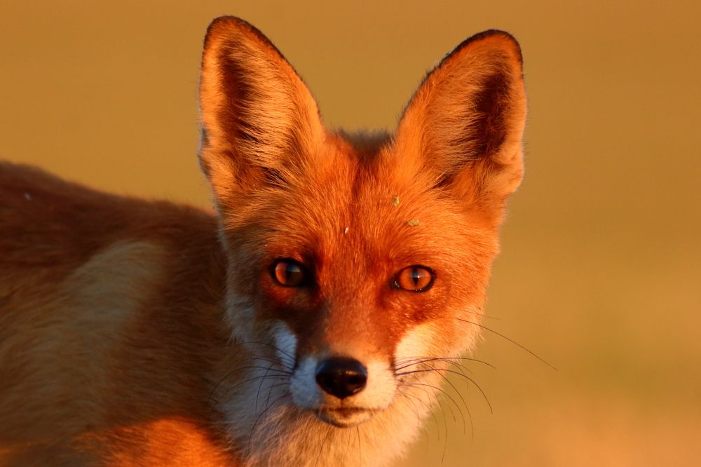 Photograph by Владимир Шебаршенко