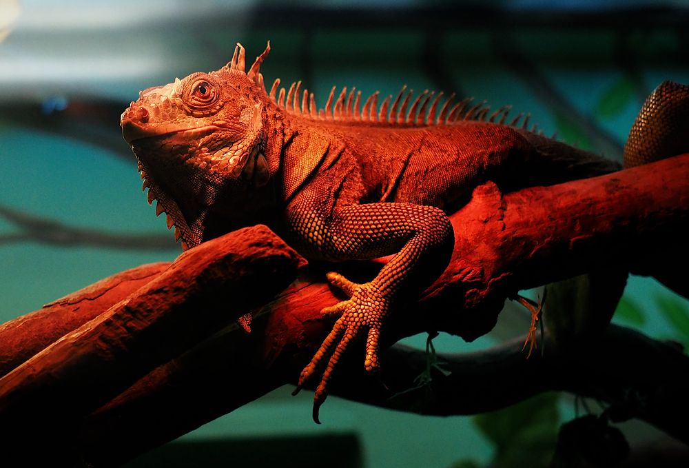 Photograph by Ирина Протченко