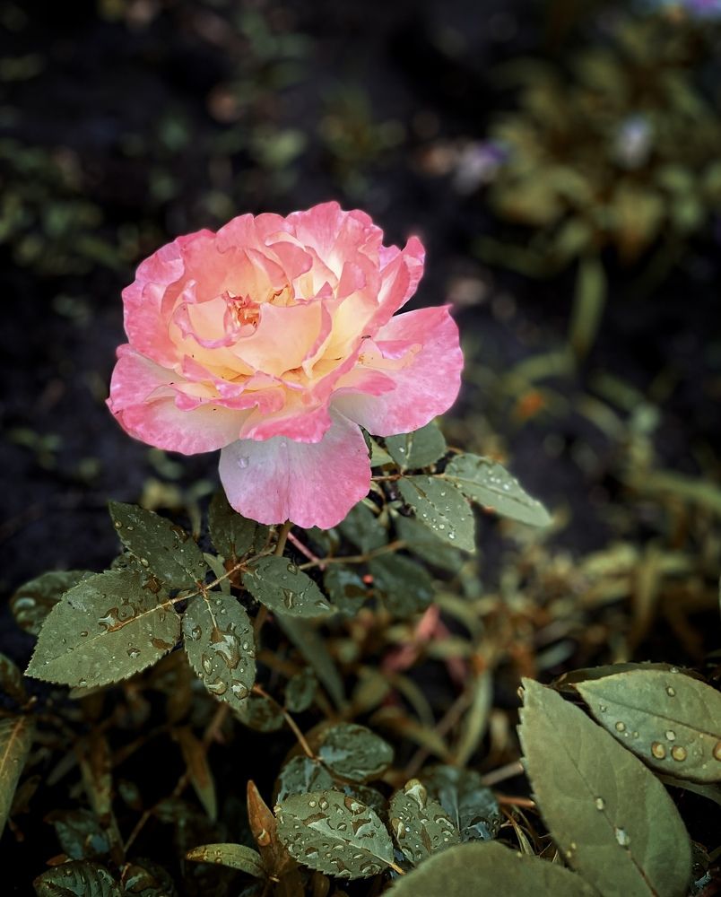 Photograph by Наталья Перерва