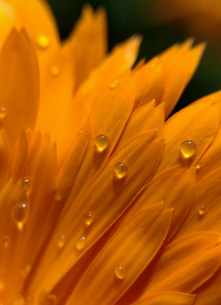 Photograph by Полина Александровна