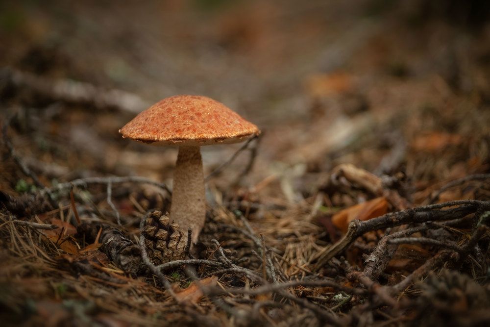 Ппртизан в ржавой каске