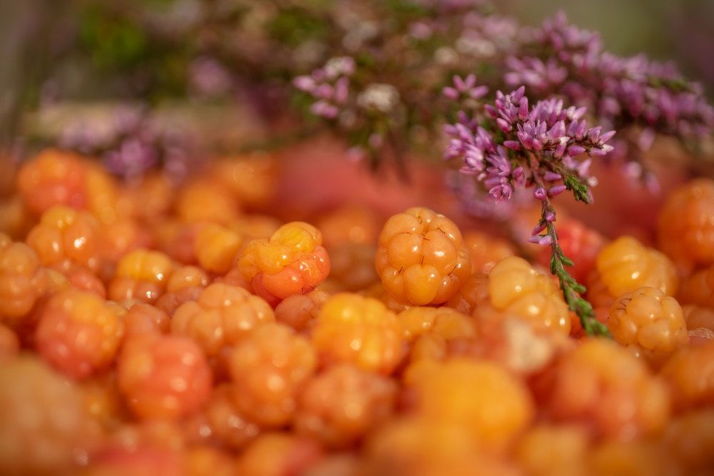 Морошковое счастье