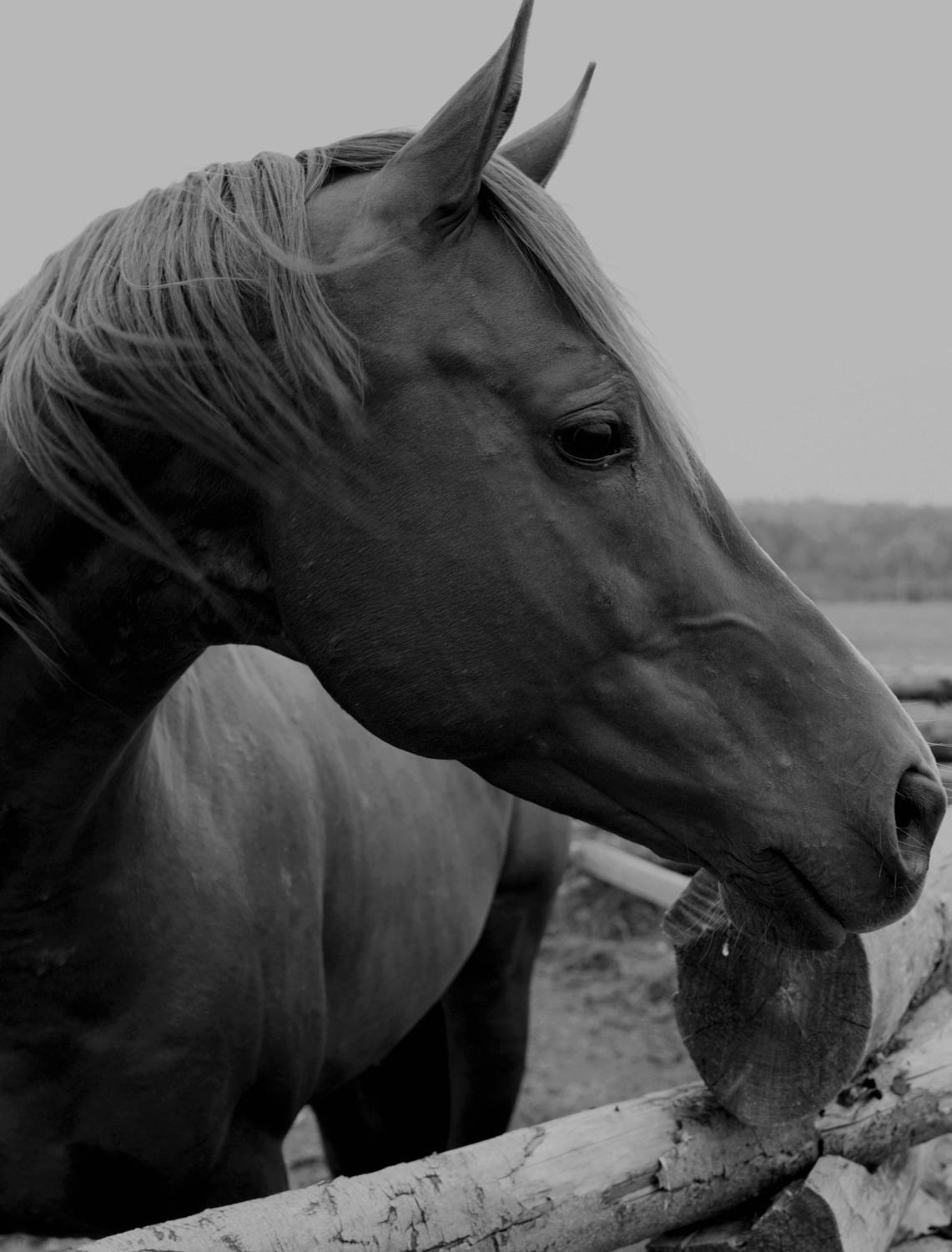 Photo #9440005